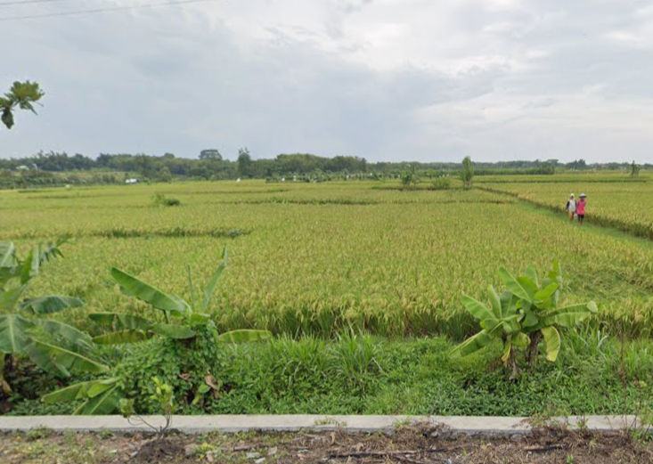 Persawahan Desa Sidokerto